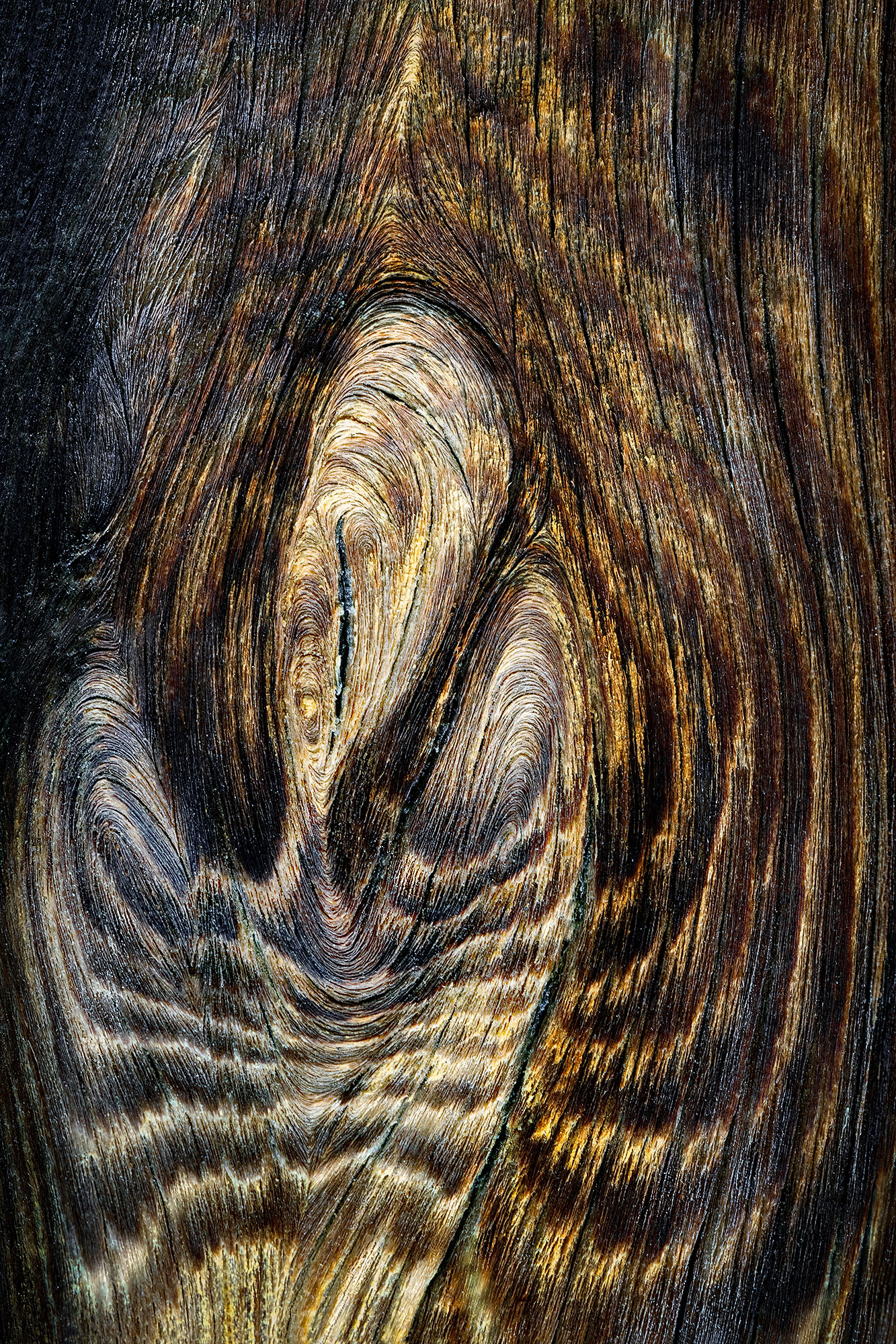 "Interlayered Complexion": Close-up photograph of wood showcasing a spiraling pattern resembling a human torso and head, evoking contemplation of the intricate layers of the human experience.