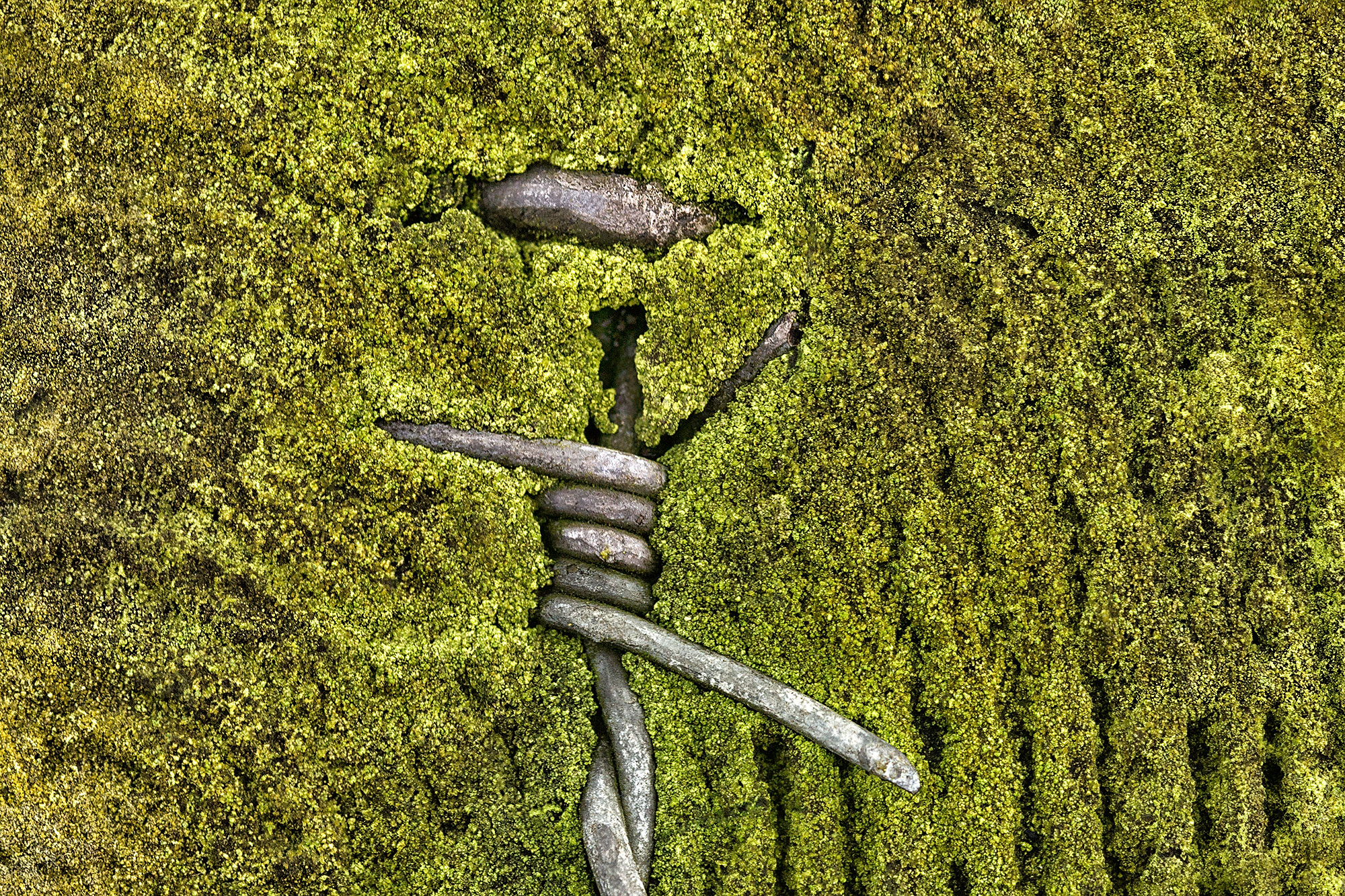Abstract close-up photograph titled 'Entwined Elegance' depicting lush green moss enveloping a wire fence.