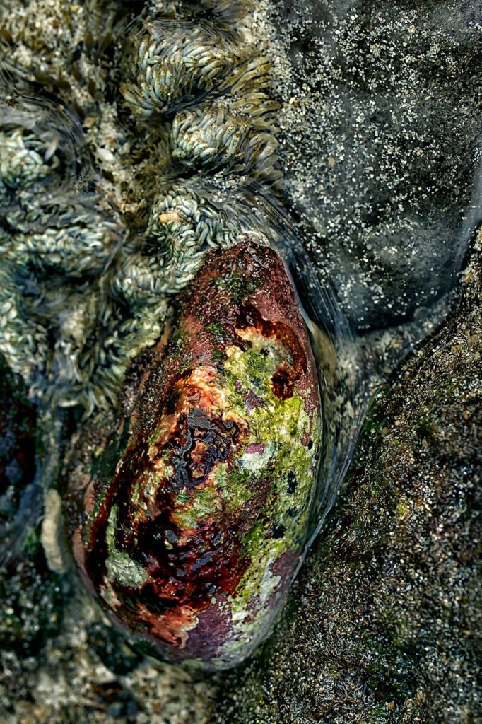 Macro photo of shallow water with algae, sea anemones, and barnacles – resembling a dreamy underwater galaxy full of cosmic forms.