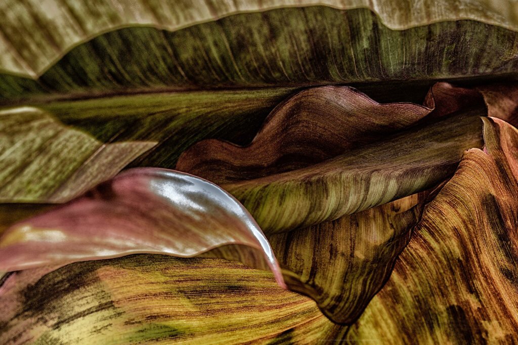 Macro photo of a plant with tangled lines and deep shadows – an organic maze of curves and depth.